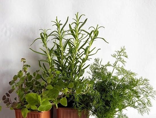 Romero, orégano y eneldo: hierbas aromáticas para cocinar