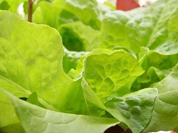 Ensalada templada de queso de cabra