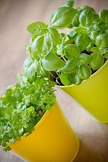 Hierbas y especias para nuestras recetas de cocina