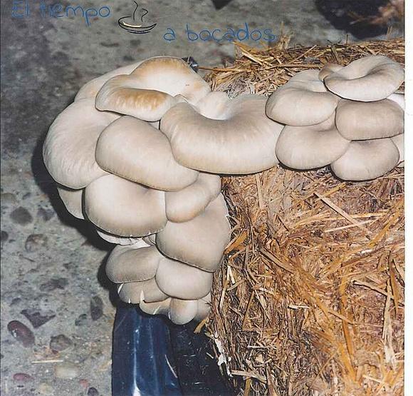 Cultivo de hongos en casa