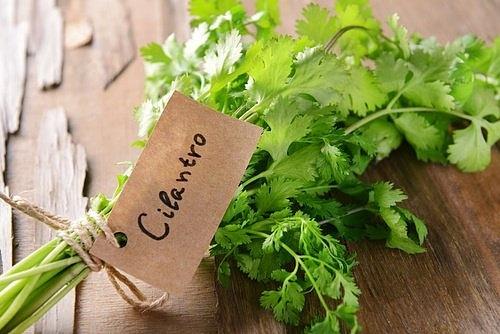 Cilantro fresco