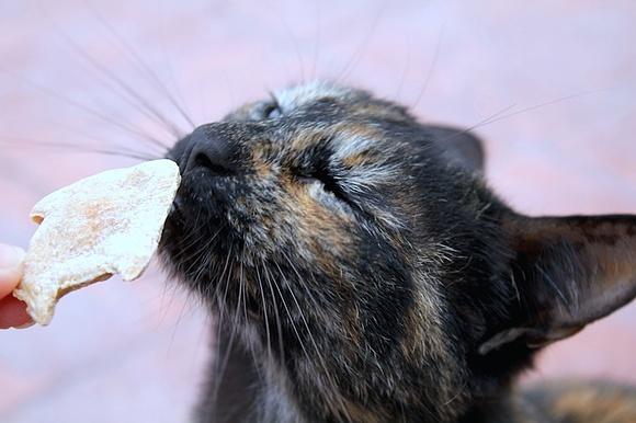 Galletas caseras para perros y gatos