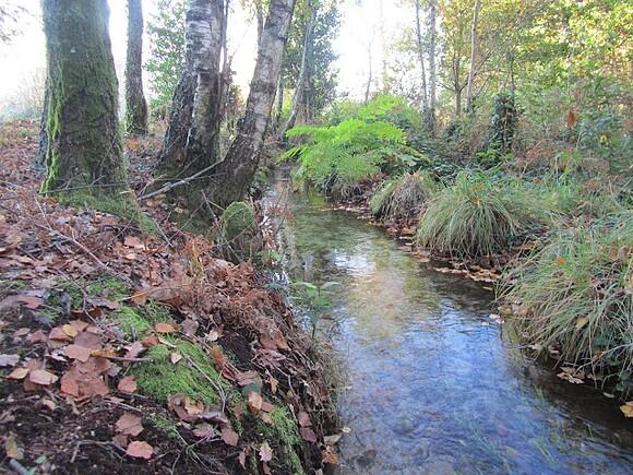 Setas del Bosque