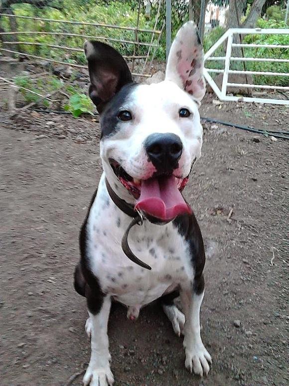 Chipirones afrutados para adoptar